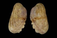 藏品(紫斑船蛤)的圖片